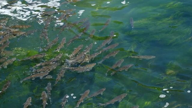 A handheld footage of moving and swimming alet fish in Rhine Fall river
