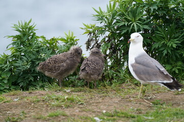 ウミネコの親子