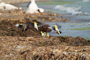 海水を飲みに来るアオバト