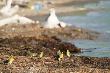 海水を飲みに来るアオバト