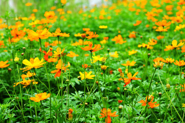 flowers in the wild,which can be used as background