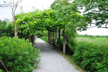 a hiking trail in the wild woods