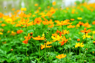 flowers in the wild,which can be used as background