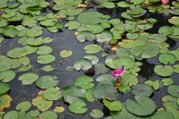 a lotus flower in a pond
