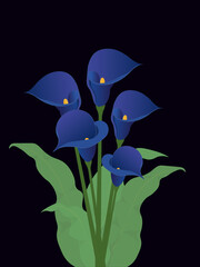 Saturated blue colour calla lily bouquet on black background vector illustration