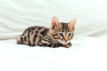 Little bengal kitten on the white fury blanket