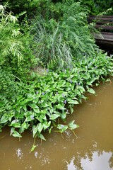 aquatic plants with purple flowers on the surface of a field pond