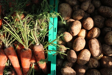root vegetable crops