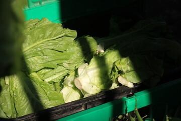 leafy vegetables in the sun