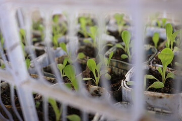 vegetable seedlings in recycled paper pots