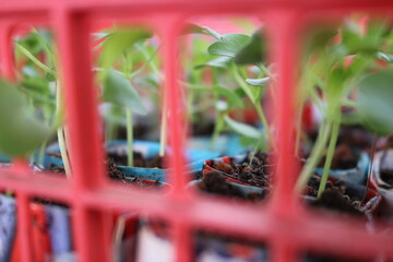 vegetable seedlings in recycled paper pots