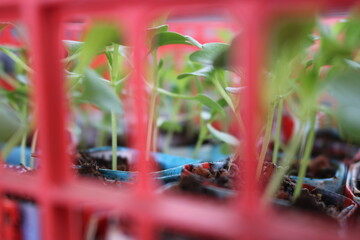 vegetable seedlings in recycled paper pots