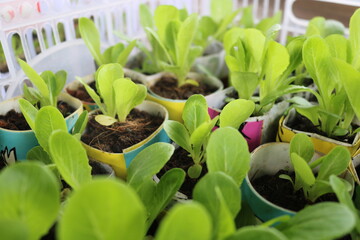 vegetable seedlings in recycled paper pots