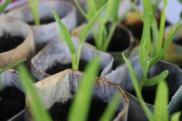 vegetable seedlings in recycled paper pots