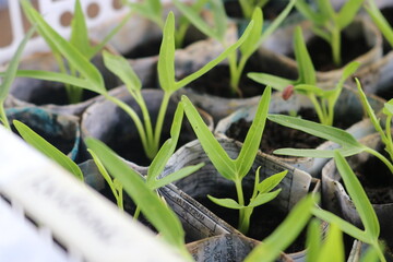 vegetable seedlings in recycled paper pots