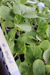 vegetable seedlings