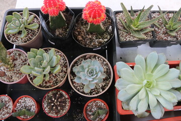 various succulents