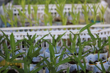 vegetable seedlings in recycled paper pots