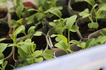 vegetable seedlings in recycled pots