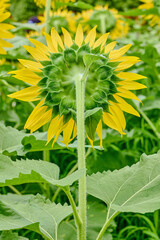 Behind the Sunflower, ヒマワリの裏側