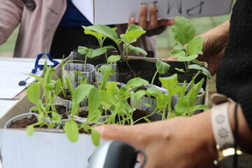 pots of vegetable seedlings