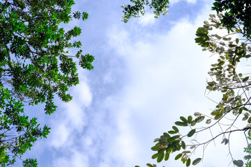 Leaves and cloudy sky. Sky wallpaper. Cloudy blue sky.