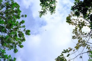 Leaves and cloudy sky. Sky wallpaper. Cloudy blue sky.