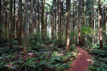 refreshing cedar forest in the gleaming sunlight