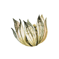 Watercolor boho dry flower isolated on white background. Hand-drawn green beige herbarium plant for wedding celebration card. Creative clipart for wallpaper wrapping sketchbook, decor interior