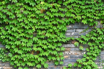 green plants growing on a brick wall