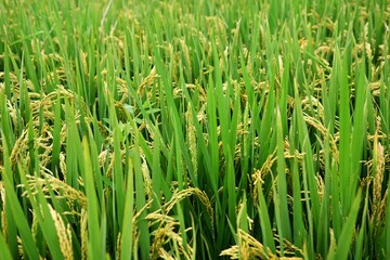 Obraz premium a green rice field under the sun