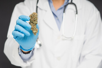 Doctor holding dry cannabis buds flower while standing in the medical science laboratory