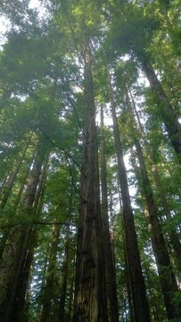 Vertical rising shot of redwood forest