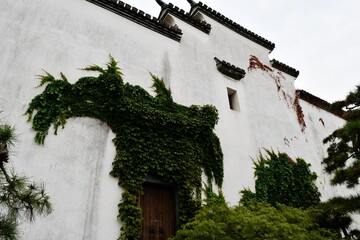 plants growing on a white wall of a traditional Chinese style building