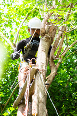 Selective focus to lumberjack catch electric chainsaw handle on the tree. Dangerous work at height.