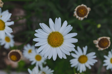 Fototapeta premium Beautiful white daisy close up, sunny day. Herbal tea. Oxeye daisy or dog daisy in a sunny summer garden, fresh natural outdoor and floral background. High-quality photo