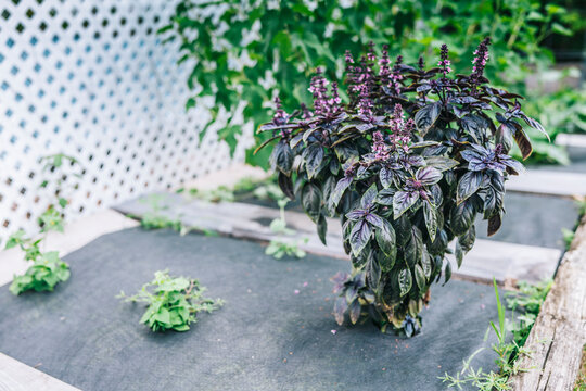Selective focus. Purple Dark Opal Basil plant blooming in the garden bed, purple basil flowers. Seasoning of basil growing in the garden. Healthy herb used in salads. High-quality photo