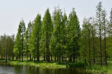 Fototapeta na wymiar green woods by the river bank