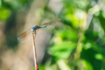 Macro of beautiful dragonfly and blur bokeh background. High-quality photo