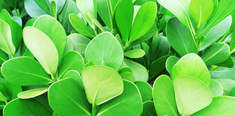 floral background, dense greenery, bush, oval leaves