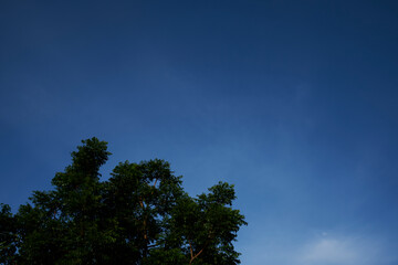 Obraz premium clouds and tree