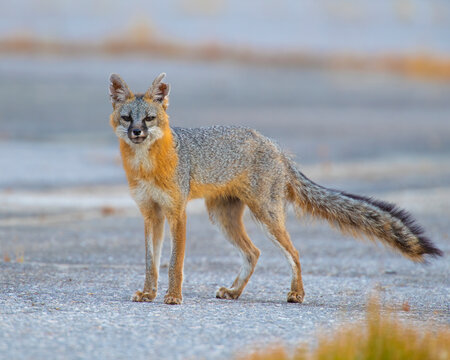 Gray Fox 