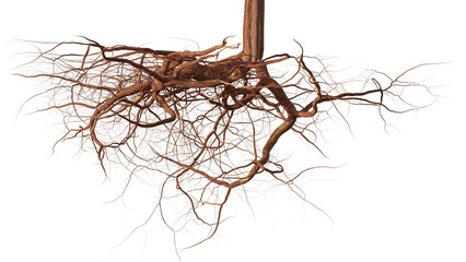 roots isolated on white background © dottedyeti