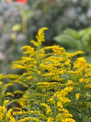 goldenrod solidago, yellow flowers, wildflowers in full bloom, close up