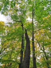 Low-Angle View of Lush Green and Yellow Autumn Tree Leaves in Park