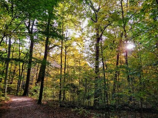 Sun Peeking Through Autumn Forest Trees