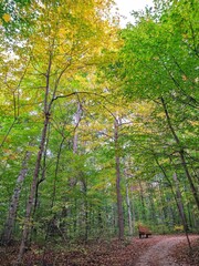Park Bench in Autumn Forest