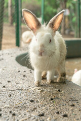 primer plano de un conejo blanco en una granja  