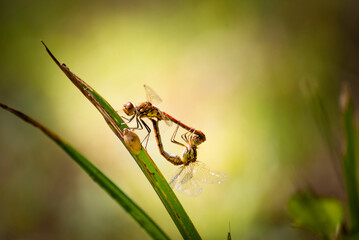 Mating dragonfly blushes on the river bank.