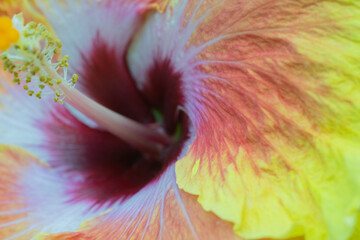 Fiery colorful Hibiscus blossom